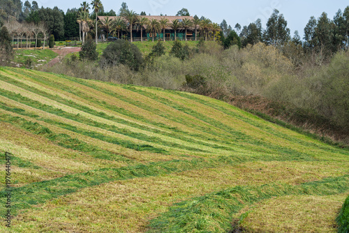 Φωτογραφία Mown Grass Windrows on Sloping Field Near Rural Estate