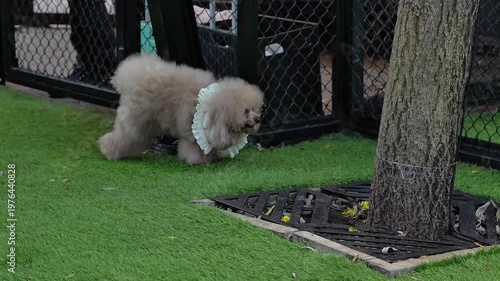 A fluffy poodle with a white lace collar walks on the green grass, an adorable outdoor luxury pet lifestyle scene.