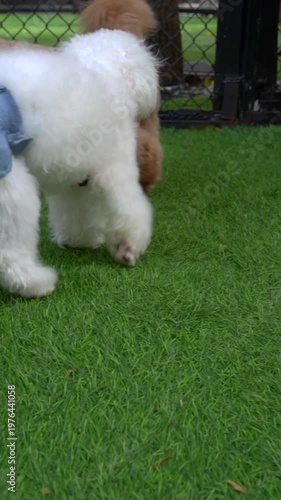 A cute Bichon Frise or Poodle mix walking on green grass in a dog park, enjoying a fun pet lifestyle as an adorable outdoor companion.