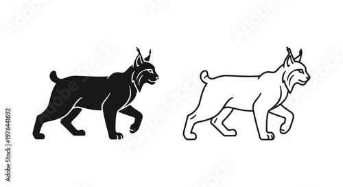 Lynx Comparison Black and White Illustrations Vector