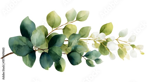 Watercolor of a lush eucalyptus branch with green leaves on a white background foliage