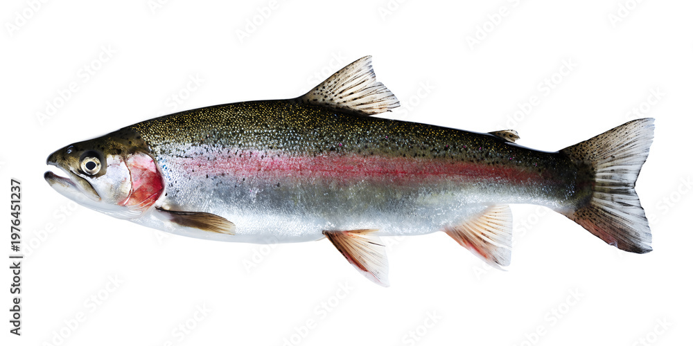 Obraz premium Coho Salmon Fish Isolated on White Background