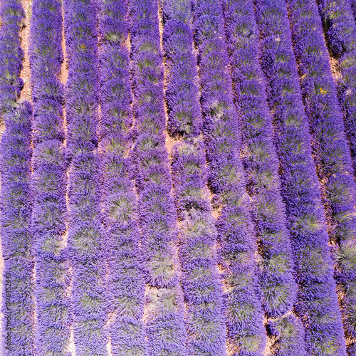 Champ de Lavande Vue Rapprochée Rangées de Fleurs Violettes Provence Été Nature
