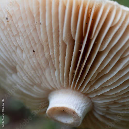 Chapeau de Champignon Gros Plan Motif Naturel de Lames Rayonnantes Dessous Macro Forêt Biologie
