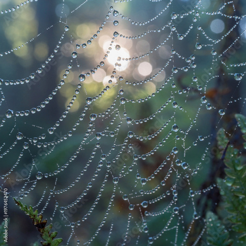 Rosée Matinale Gouttes d'Eau sur Toile d'Araignée en Forêt Fond Macro Nature avec Bokeh

