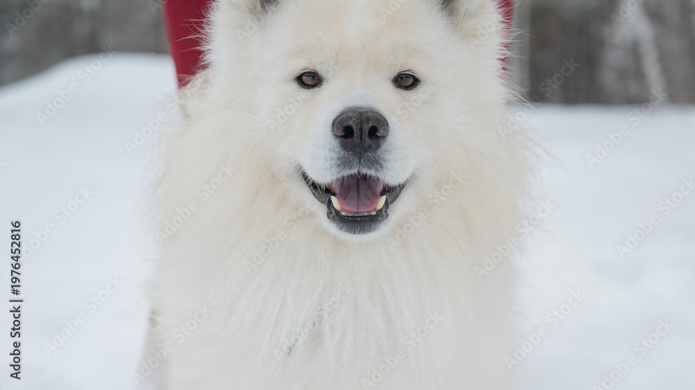 Fototapeta premium Happy samoyed dog smiling in winter snow