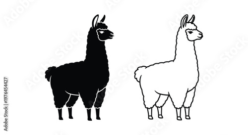 Alpaca vs Llama Distinctive Animal Comparison Guide Vector