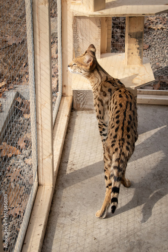 Savannah F1 HP cat enjoying a spacious outdoor catio