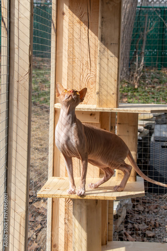 hairless sphynx cat relaxing inside a spacious outdoor catio