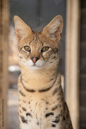 Portrait of a Savannah F1 HP cat outdoors,