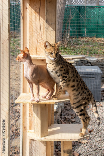 sphynx and savannah F1 exotic cats relaxing together inside a spacious outdoor catio