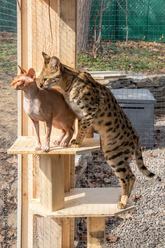 exotic sphynx and savannah F1 cat relaxing together inside a spacious outdoor catio