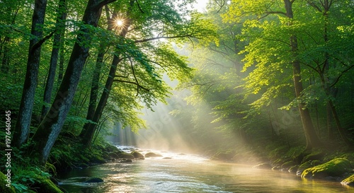 A peaceful river flows gently through a lush green forest as the morning sun filters through the canopy, creating a serene and misty scene, beauty, calm, vegetation