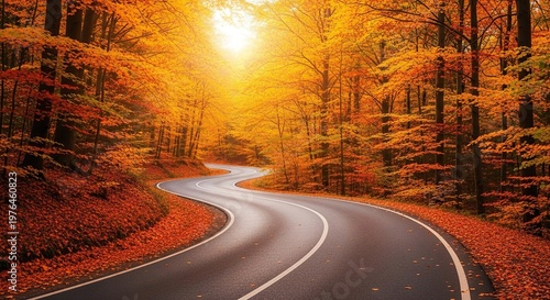 A quiet asphalt road curves through a dense forest of vibrant golden and orange trees with a thick carpet of fallen leaves on the ground, seasonal, countryside, asphalt