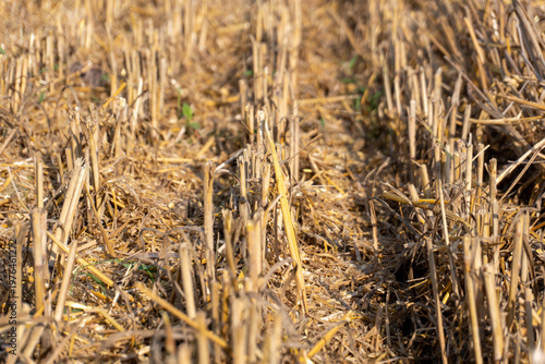 Fotografie Stalks of Harvested Crop in a Field After Harvest in Autumn Near a Rural Area