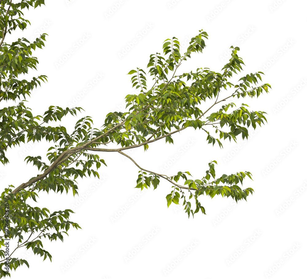 Obraz premium nettle Tree branch isolated on transparent background. tree branch green leaves isolated on transparent background. Plant or tree leaves isolated on white background. Tree foliage PNG. leaves PNG.