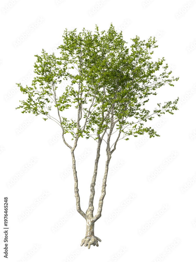 Obraz premium Single green tree isolated on transparent background. Oriental plane tree with leaves isolated on transparent background. Tree isolated on white background. Isolated ornamental tree PNG. plant PNG.