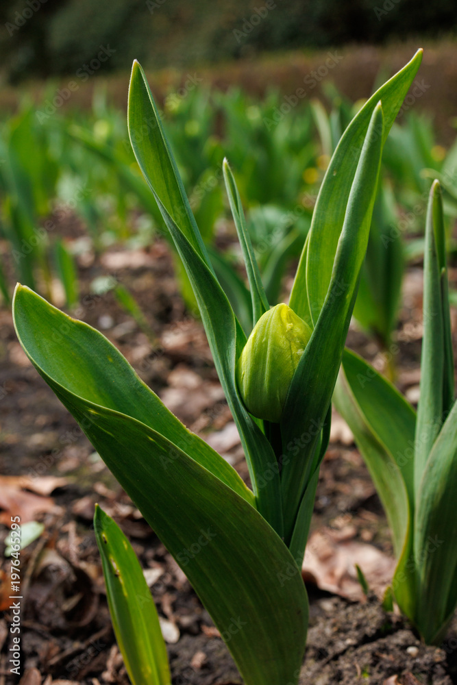 Fototapeta premium Green tulip leaves and buds in natural spring garden environment