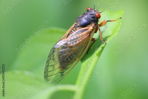 Tableau sur toile Close up macro shot of a cicada lit by the sun sitting on a green leaf