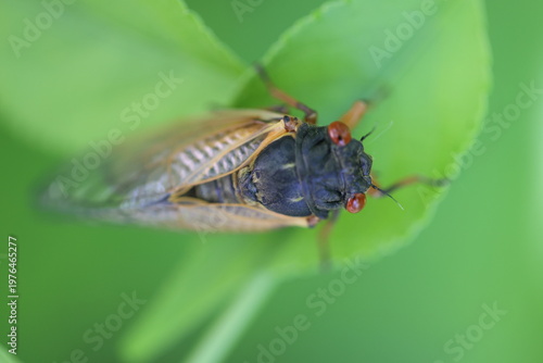 Top down macro photography shot of a year 17 brood of cicada in the Iowa woodland in spring. In this extreme close up you can see all the details of its head and eyes. 