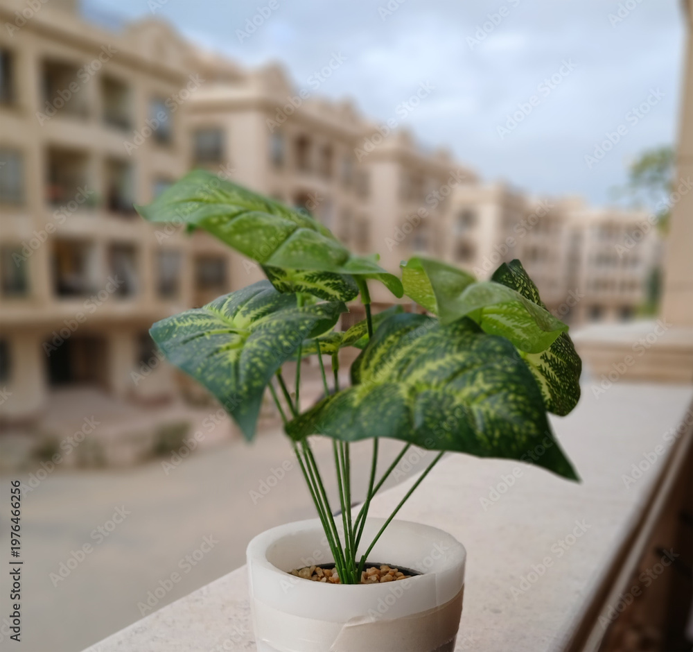 Fototapeta premium Green plant in white pot on balcony with building in the background