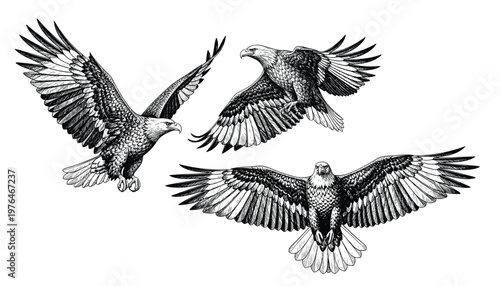 Bald eagle soaring in air monochrome illustration. Isolated, vector of eagle engraving style