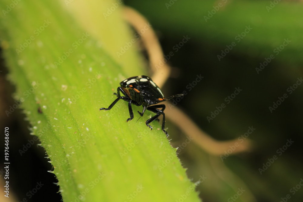 Fototapeta premium Halyomorpha Halys insect macro photo 
