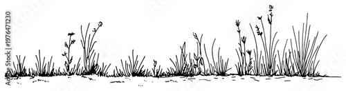 Wild grass and weeds growing on meadow landscape minimalist line art sketch