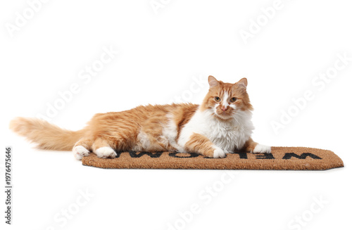 Cute cat lying on doormat a...