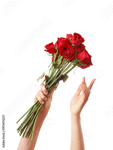 Female hands with beautiful red rose flowers on white background