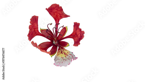 Poinciana regia or Delonix regia flowers isolated onblue background. The most common names are: royal poinciana, flamboyant, acacia rubra, phoenix flower, flame of the forest, or flame tree