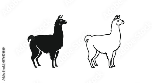 Llamas vs Alpacas Distinctive Features Guide Vector