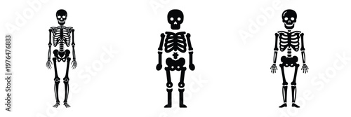skeleton silhouette set vector illustration