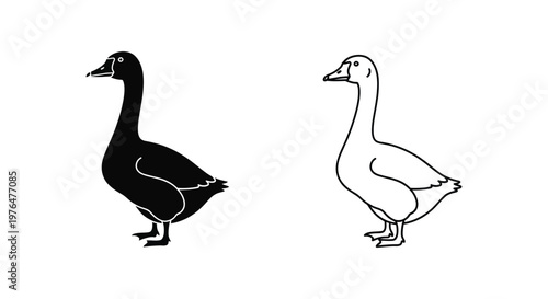 MaleFemaleDuckSilhouetteComparisonGuide Vector