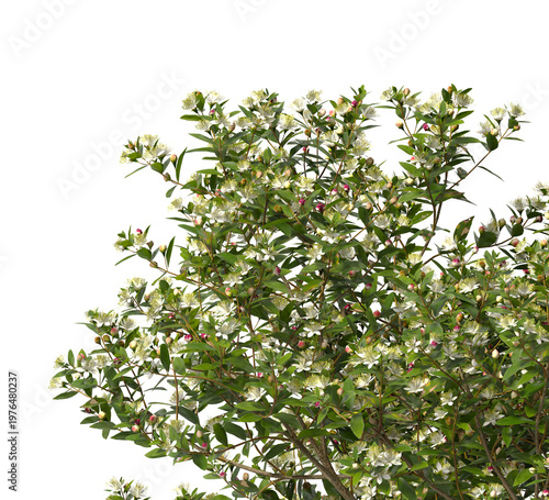 myrtle Flowering branch with white flowers isolated on transparent background. Flowering tree branch isolated on transparent background PNG. Flower tree,  Flower plant branch isolated white background
