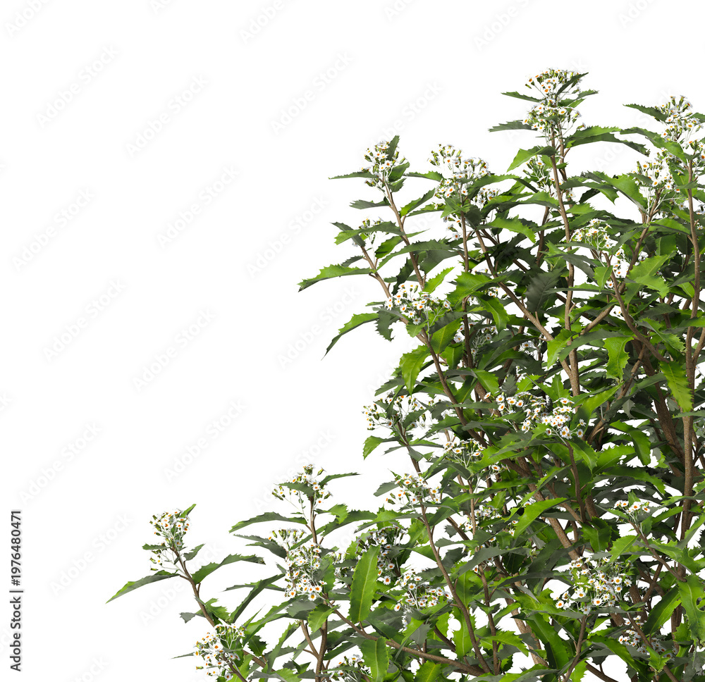 Fototapeta premium Flowering branch with white flowers isolated on transparent background. Flowering tree branch isolated on transparent background PNG. Flower tree or Flower plant branch isolated on white background.