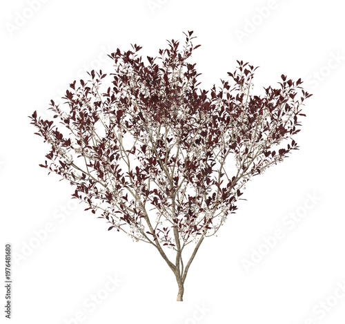 Small flowering shrub isolated on transparent background. Single small flowering tree isolated on transparent background. isolated on white background. Small flower tree PNG. Small flower plant PNG.