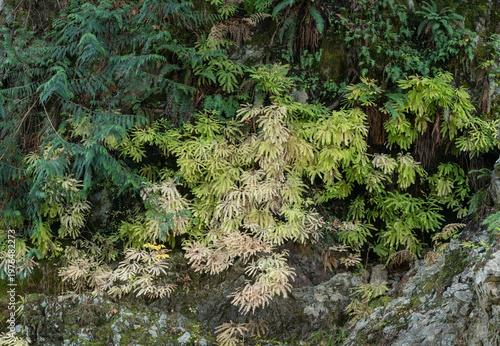 Canada, BC, Vancouver Island, Cowichan Bay.  Ferns and moss flourishing in the shade, beneath trestle bridge.