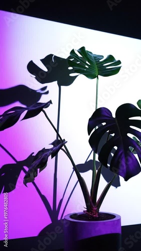 Monstera Deliciosa plant against a wall with changing neon light colors and shadows, dramatic lighting transition from blue to white and purple, modern interior design and aesthetic plant video.