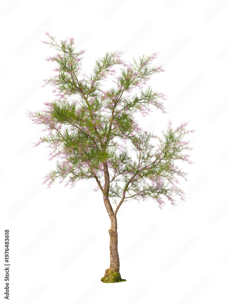 Obraz premium pink flowering shrub isolated on transparent background. Single Salt cedar flowering tree isolated on transparent background. isolated on white background. Small flower tree PNG. pink flower plant PNG