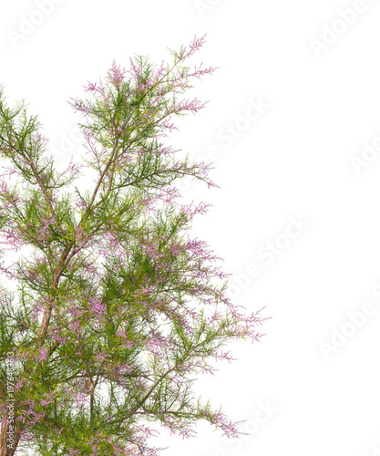 Salt cedar Flowering branch with pink flowers isolated on transparent background. Flowering tree branch isolated on transparent background PNG. Flower tree or Flower plant branch isolated on white.