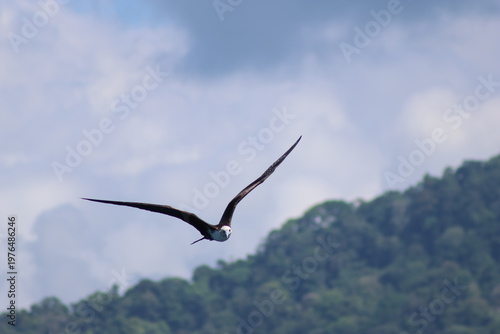 View of a frigatebird soars with outstretched wings against a backdrop of verdant hills and a sky brushed with soft clouds, Quepos, Puntarenas Province, Costa Rica.