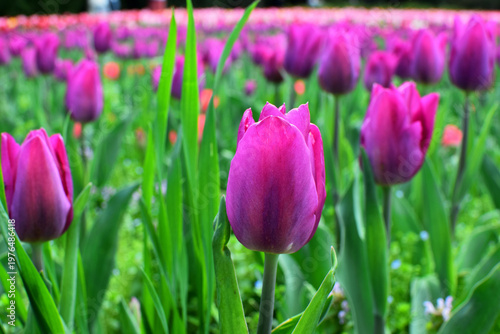 Beautiful spring multi-colored tulips in the park. Different varieties and colors of tulips. A lot of tulips are planted in the park