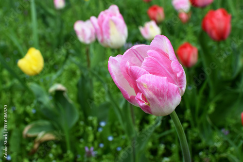 Beautiful spring multi-colored tulips in the park. Different varieties and colors of tulips. A lot of tulips are planted in the park