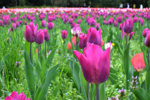 Beautiful spring multi-colored tulips in the park. Different varieties and colors of tulips. A lot of tulips are planted in the park