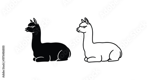 Alpaca vs Llama Distinct Camelid Illustrations Vector