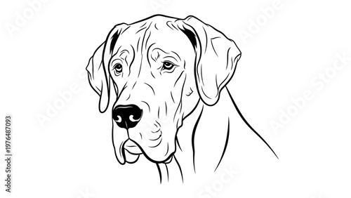 Great Dane Dog Portrait, Outline Drawing, Black and White, Elegant Canine Head