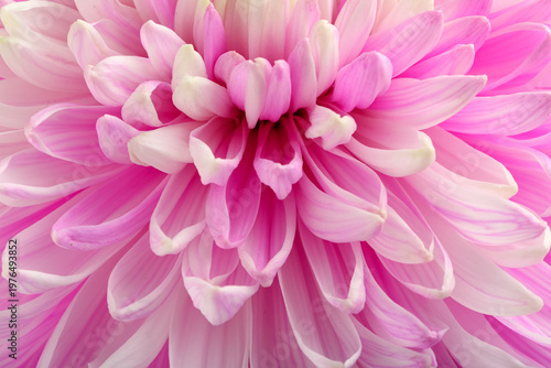 Pink chrysanthemum flower a...
