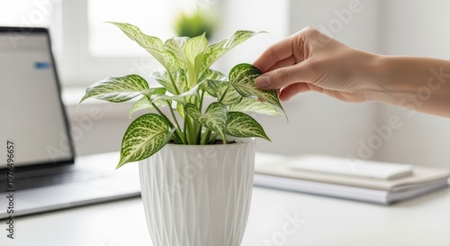 Person's hand gently tending to a lush green potted houseplant on a clean, modern desk beside a laptop