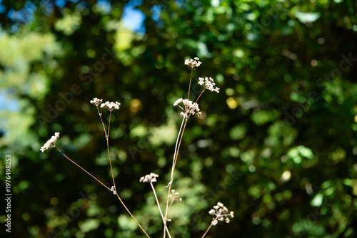 Rundweg Stadt und Schloss Stolberg im Harz, Sachsen-Anhalt